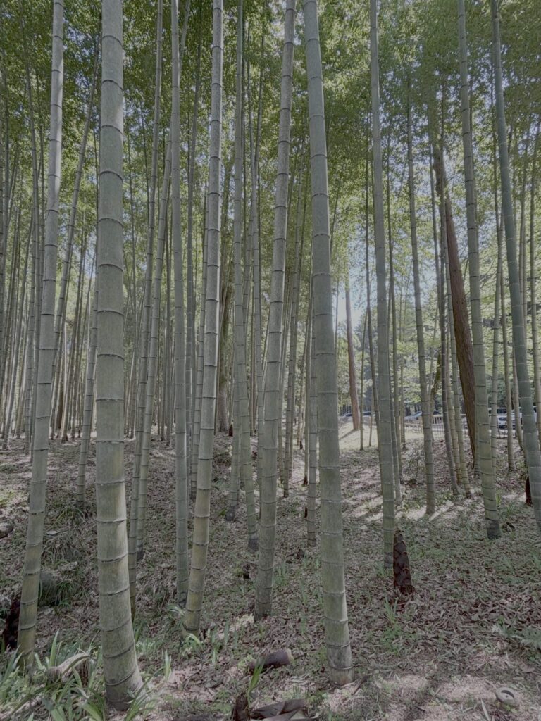 竹林にはたけのこがたくさん生えてきています